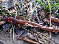By s shepherd schizoform on flickr - originally posted to Flickr as 20060131 earthworm hits dirt, CC BY 2.0, https://commons.wikimedia.org/w/index.php?curid=9917961