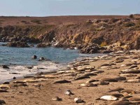 By Rennett Stowe from USA - Elephant Seal Colony, CC BY 2.0, https://commons.wikimedia.org/w/index.php?curid=40571788