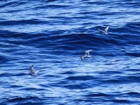 By Liam Quinn from Canada - Antarctic Prions flying over the South Atlantic, CC BY-SA 2.0, https://commons.wikimedia.org/w/index.php?curid=24445237