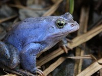 Vraťme vodu přírodě – Tůně pro Saharu