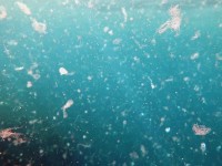 Mořská voda kontaminovaná mikroplasty
