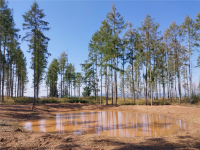 FOTO: vlevo Jedle; zdroj: Lesy ČR